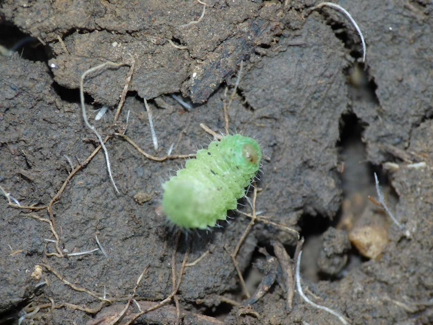 Larvetta verde (Curculionidae?)